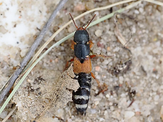 Platydracus stercorarius