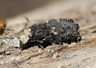Platyrhinus resinosus