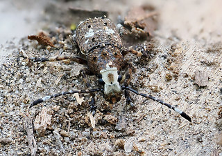 Platystomos albinus
