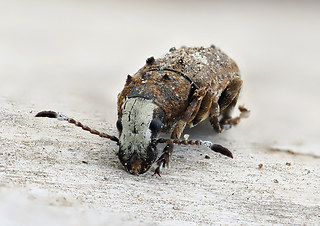 Platystomos albinus