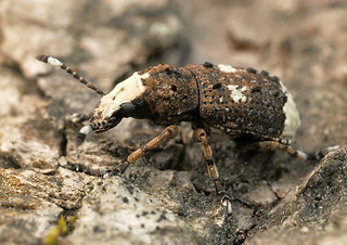 Platystomos albinus