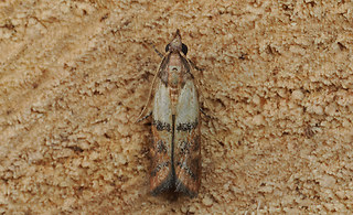 Plodia interpunctella