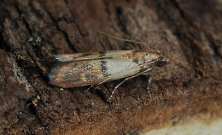 Plodia interpunctella