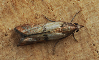 Plodia interpunctella