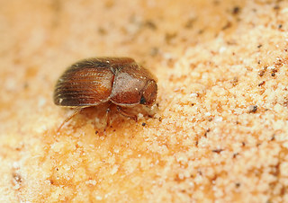 Pocadius adustus