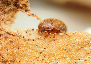 Pocadius adustus