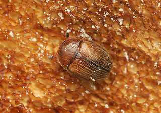 Pocadius adustus