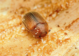 Pocadius adustus