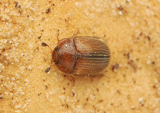 Pocadius adustus