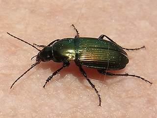 Poecilus cupreus