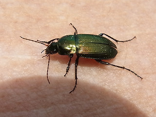 Poecilus cupreus