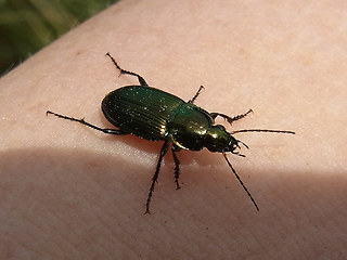 Poecilus cupreus