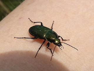 Poecilus cupreus