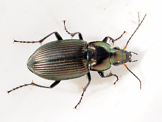 Poecilus cupreus