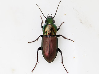 Poecilus lepidus