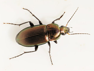 Poecilus versicolor