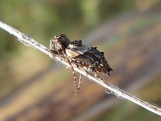 Pogonocherus hispidus
