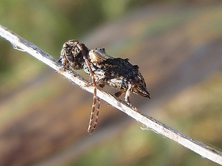 Pogonocherus hispidus
