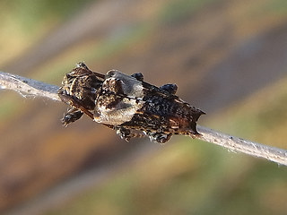 Pogonocherus hispidus