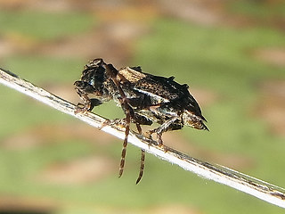 Pogonocherus hispidus