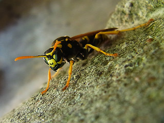 Polistes dominula