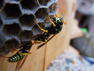 Polistes dominula