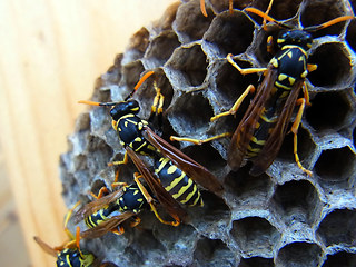 Polistes dominula