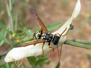 Polistes dominula