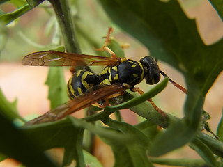 Polistes dominula