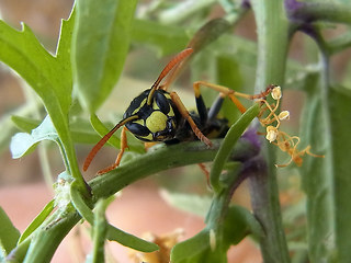 Polistes dominula