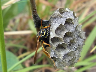 Polistes nimpha