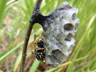 Polistes nimpha