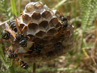 Polistes nimpha