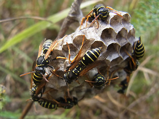 Polistes nimpha