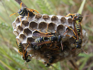 Polistes nimpha