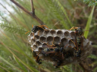 Polistes nimpha