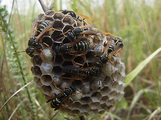 Polistes nimpha