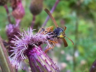 Polistes sp.