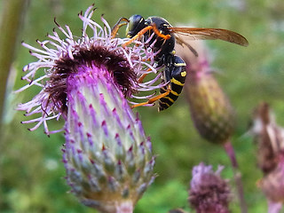 Polistes sp.