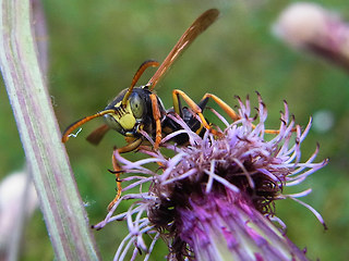 Polistes sp.