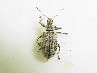 Polydrusus cervinus