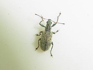 Polydrusus cervinus