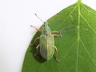 Polydrusus sericeus