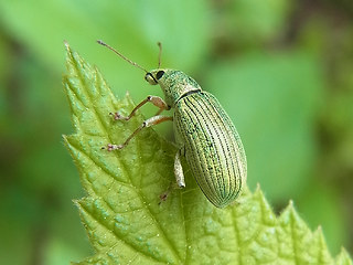 Polydrusus sericeus