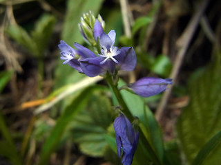 Polygala amara