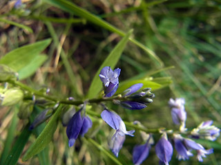 Polygala amara