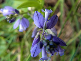 Polygala amara