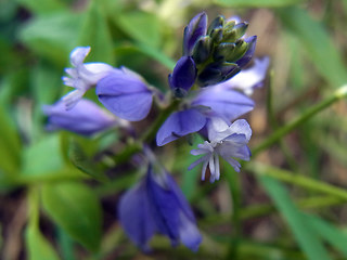 Polygala amara