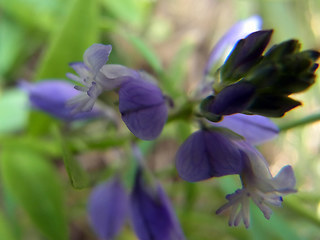 Polygala amara