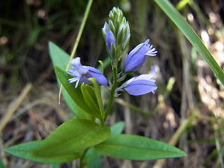 Polygala amara